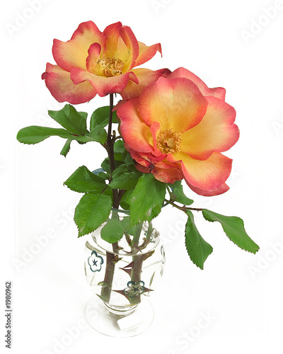 Foto rose 'playboy'