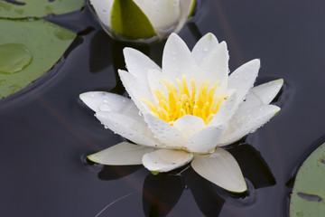 Acrylglasbilder Wasserlilien Seerose an einem sonnigen Tag  © Maslov Dmitry
