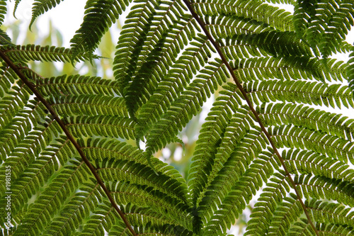 fern photo