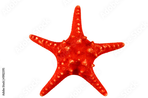 a red starfish on isolated white background