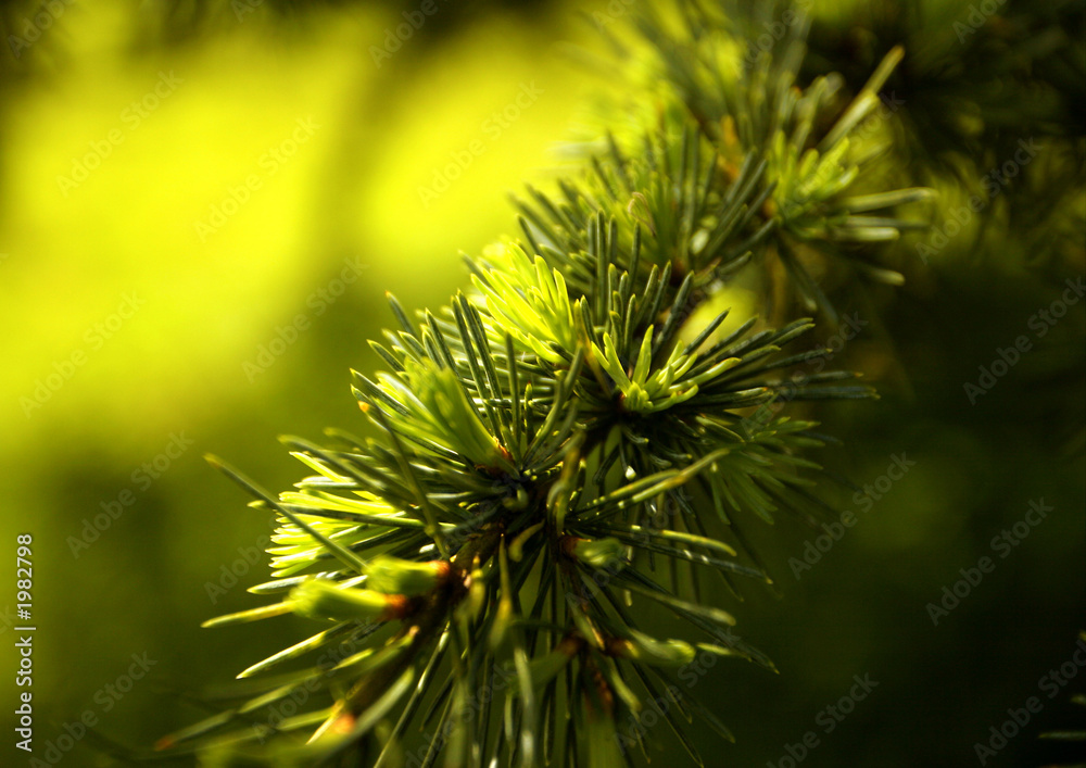 new growth new growth