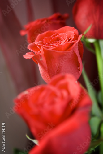 red roses