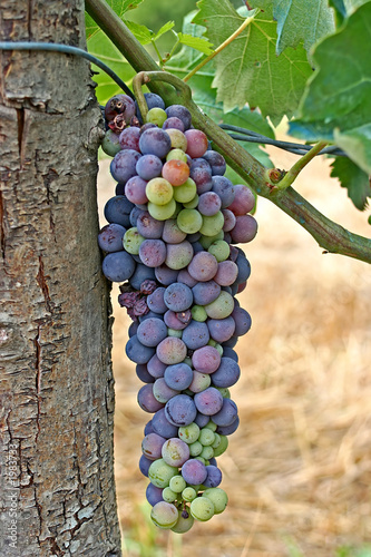 the old vine