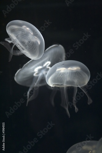 jellyfish