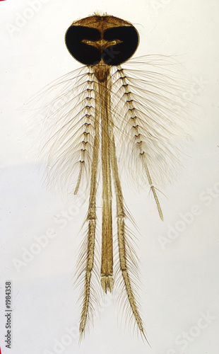 mosquito head