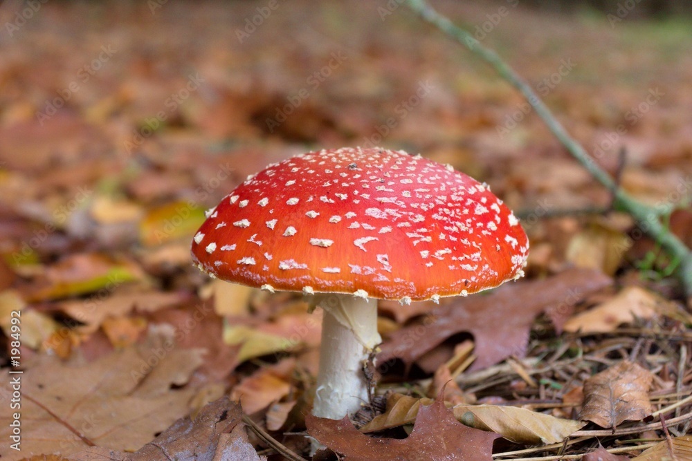 amanita muscaria amanita muscaria