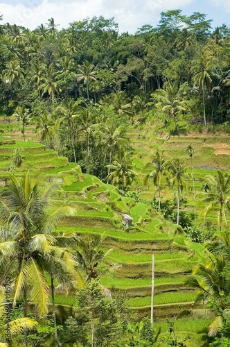 rice terrraces landscape