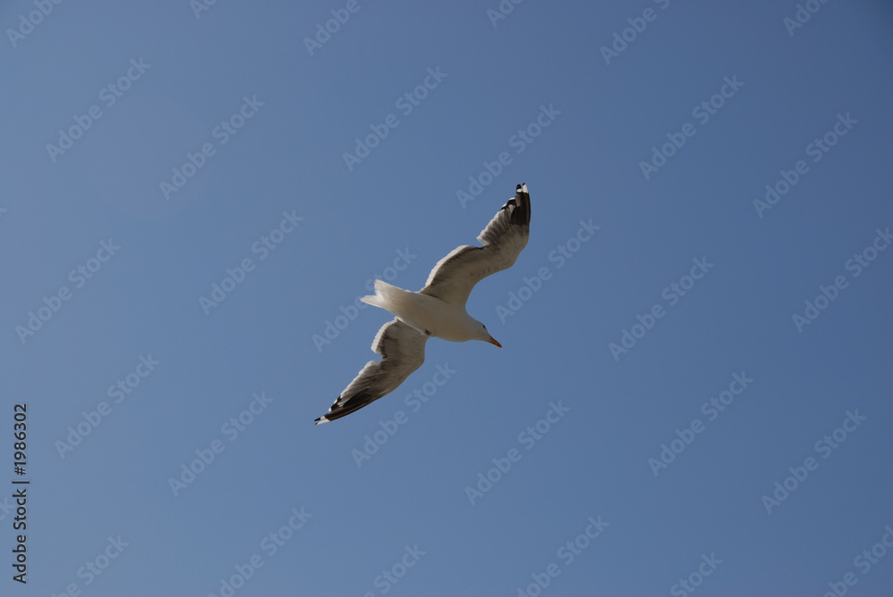 Fototapeta premium gabbiano in volo