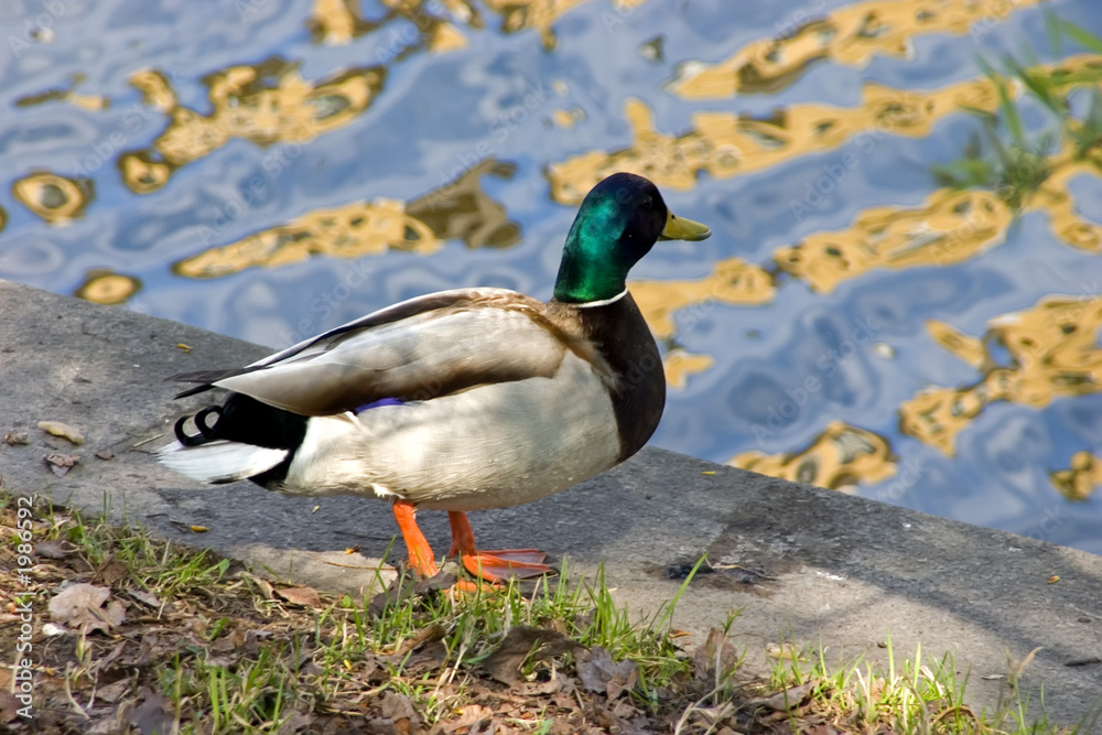 duck on coast duck on coast