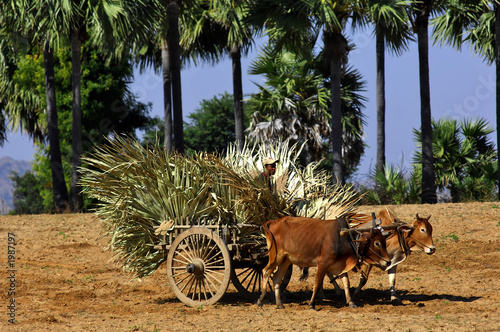 myanmar, bagan: bullock cart in the countryside photo