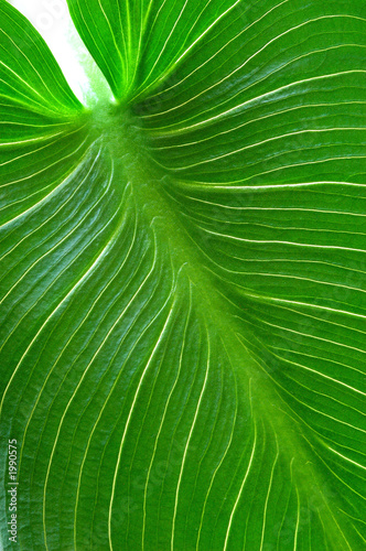 feuille de plante verte