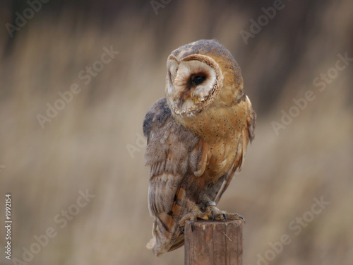 barn owl