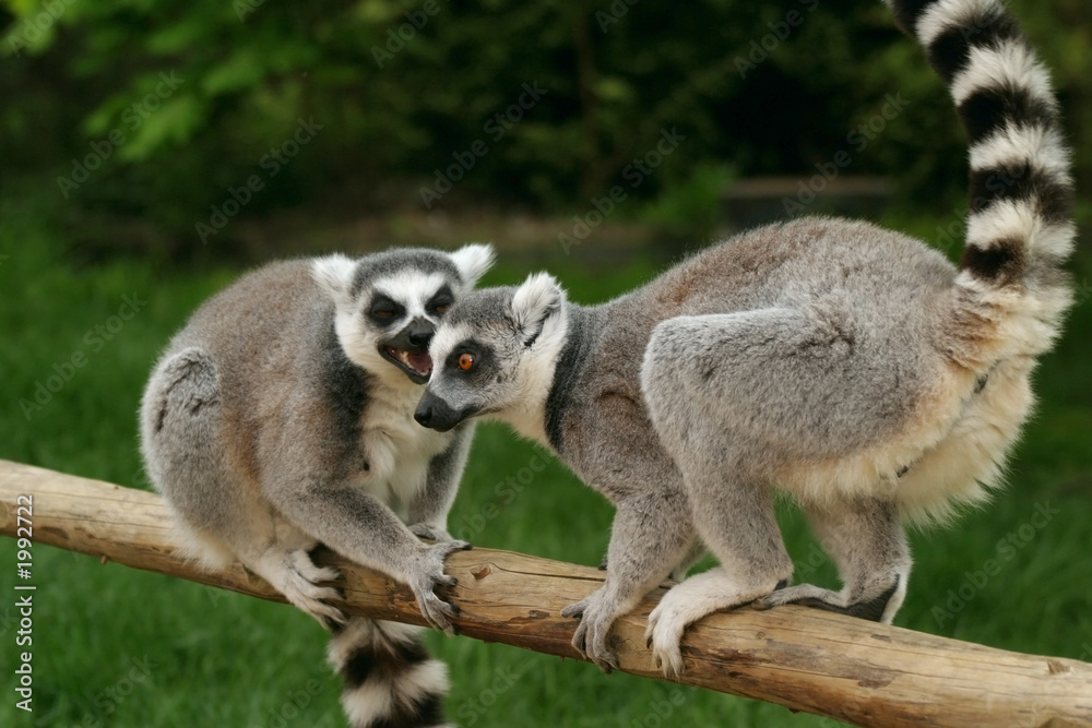 monkey ring-tailed lemur Stock Photo | Adobe Stock