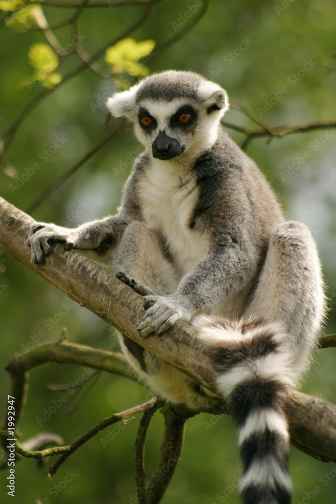 Obraz premium monkey ring-tailed lemur