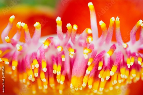 49- anemone flower