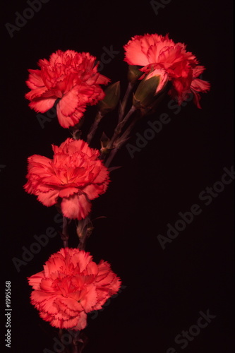 carnation 3