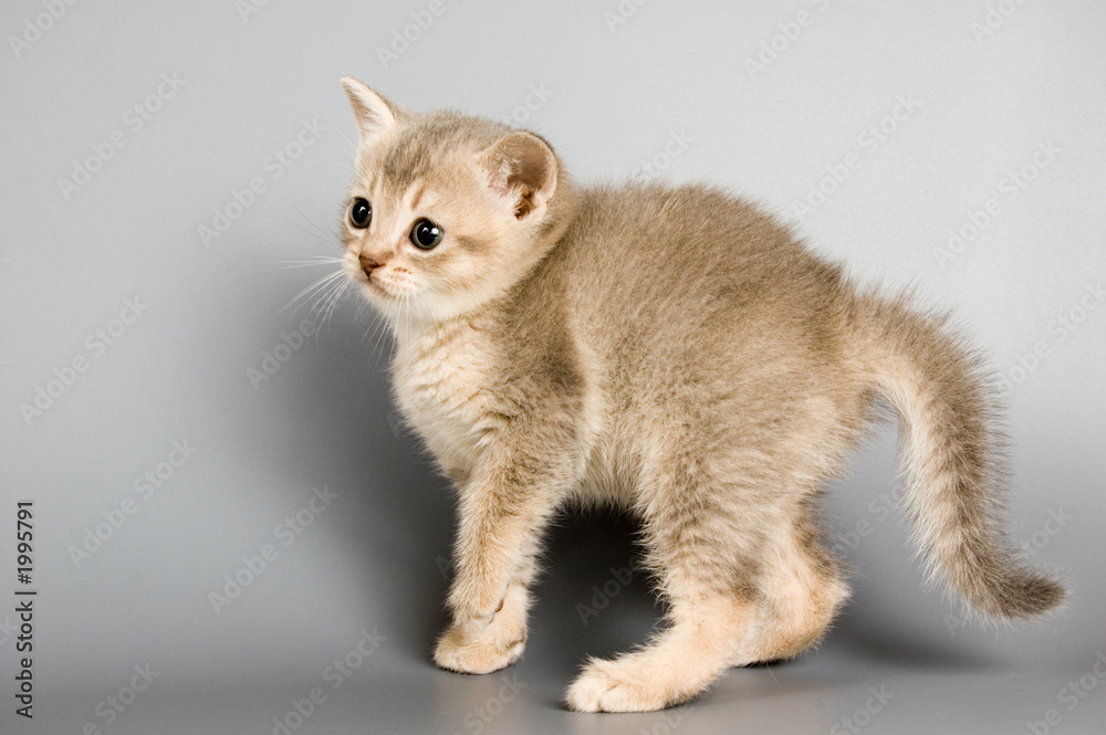 kitten whom the first time poses in studio
