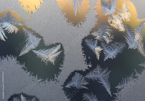 frosty tracery