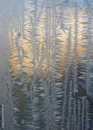 frosty tracery