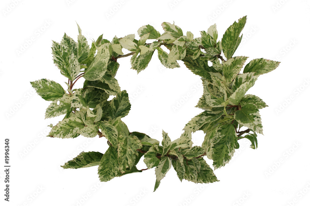 Obraz premium green leaf 2150