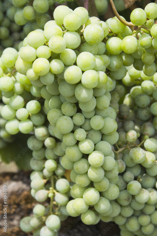grapes on vine
