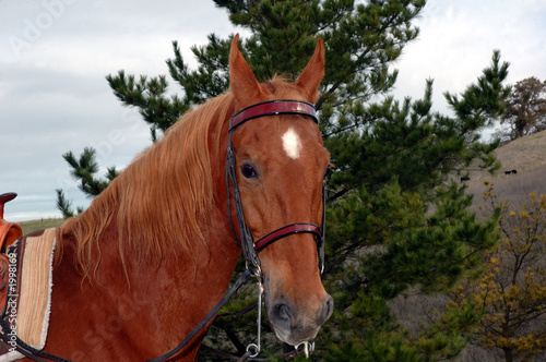 american saddlebred