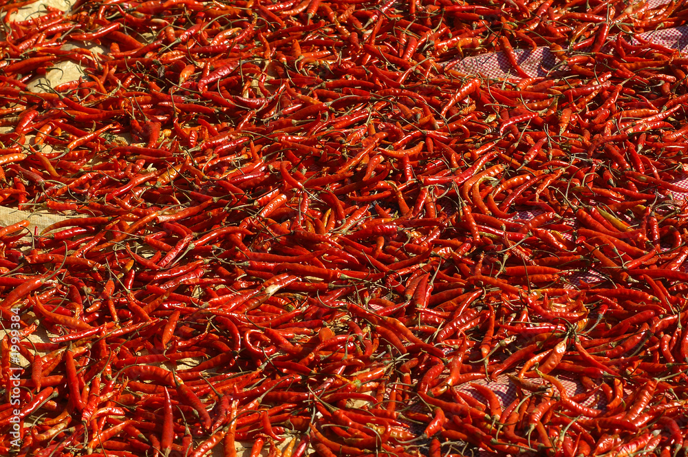 myanmar, kalaw: red pepper drying in the sun