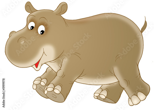 Fototapet hippopotamus