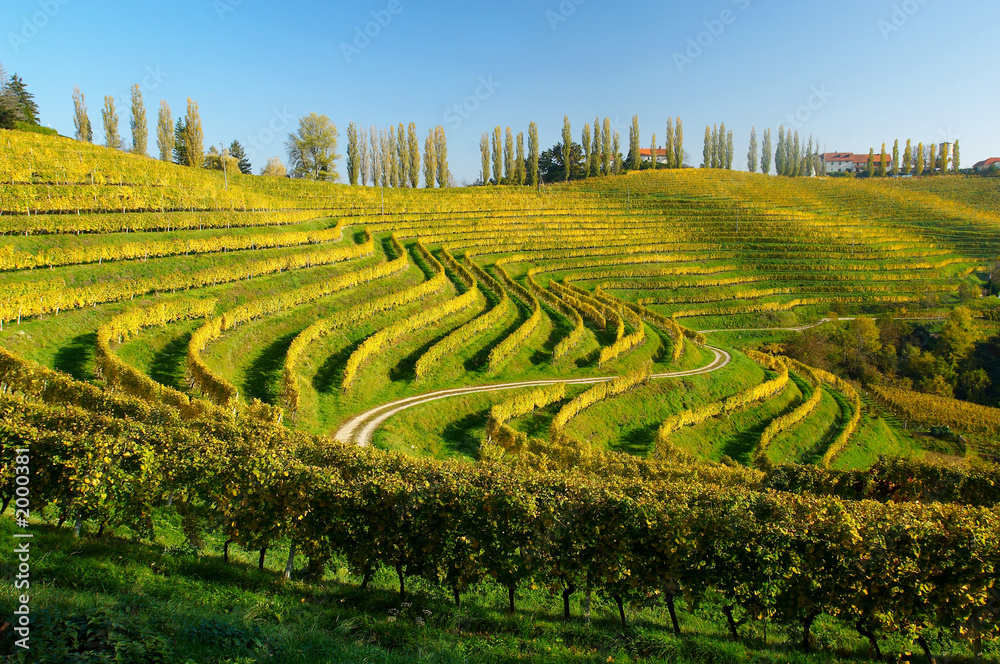 vineyards in autumn