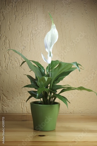 spathiphyllum floribundum photo