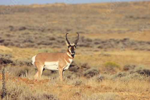 antelope buck