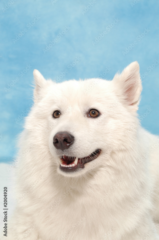 white dog on blue background