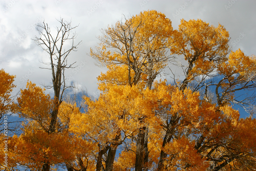 cottonwood top autumn cottonwood top autumn