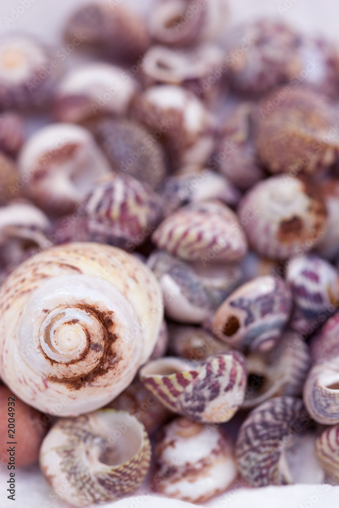 coquille4 coquille4