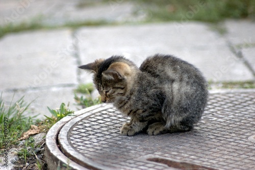 kitten in the cold