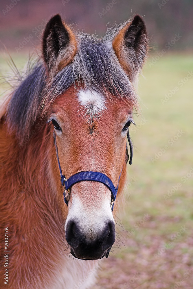 Obraz premium portrait de poney