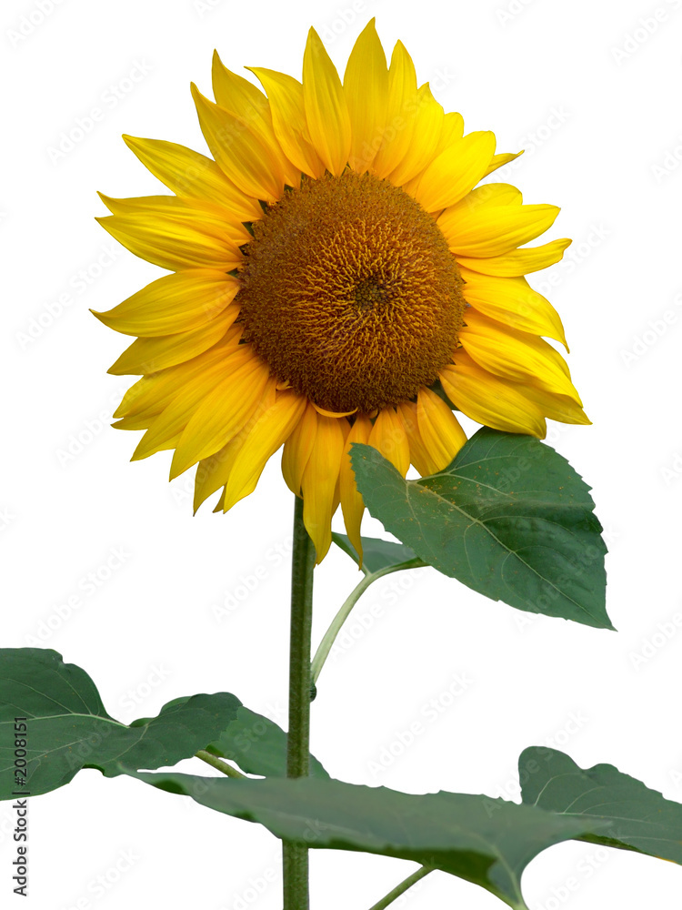 Fototapeta premium sunflowers.