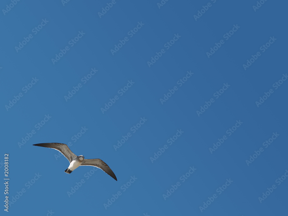 Obraz premium seagull