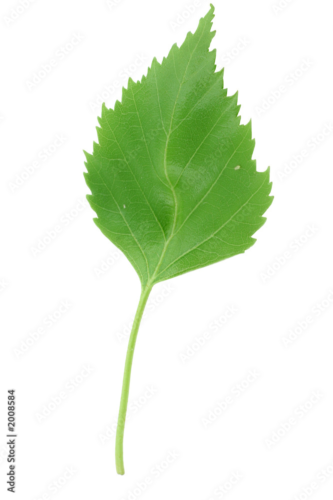 fresh green leaf on pure white background fresh green leaf on pure white background