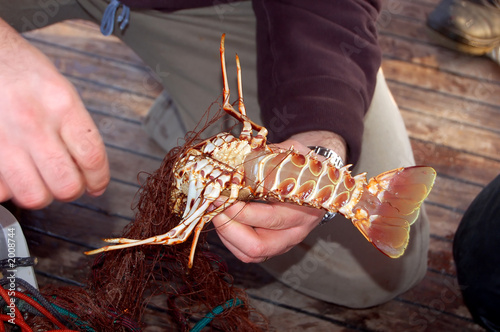 fishing series - lobster in a net
