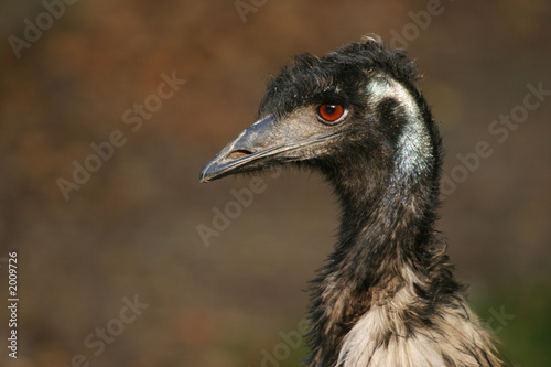 emu, flightless bird Fototapeta