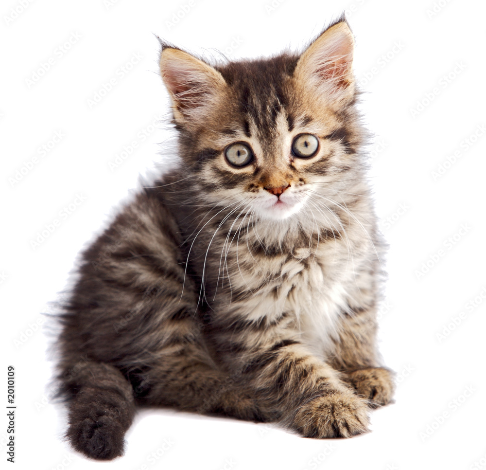 adorable small cat on white bottom adorable small cat on white bottom