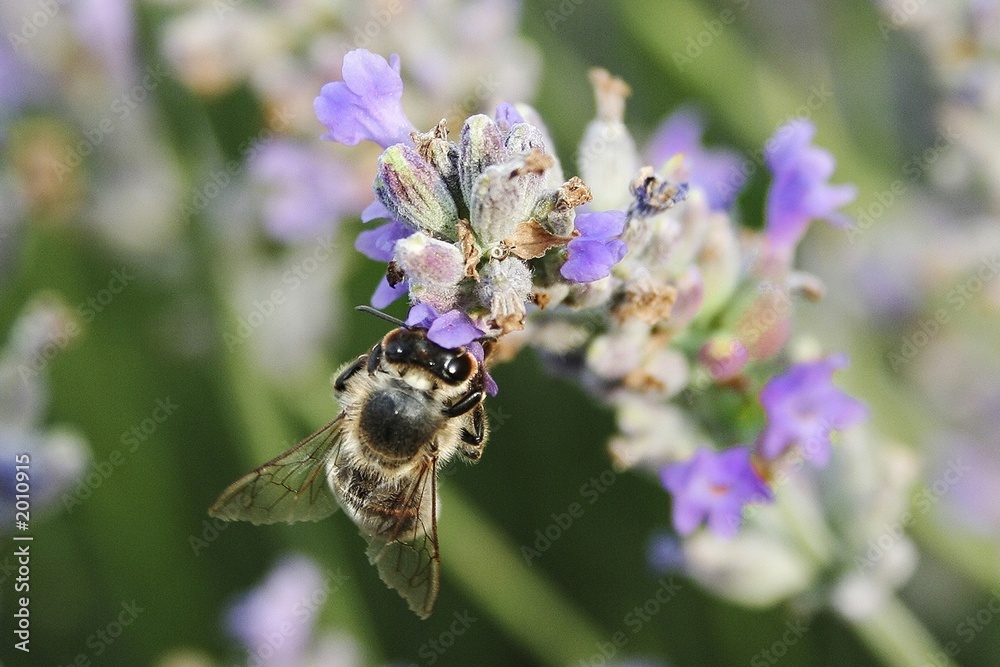 fleurs 090