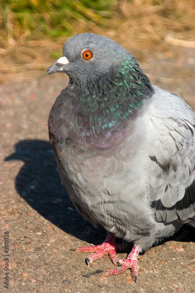 pigeon pigeon