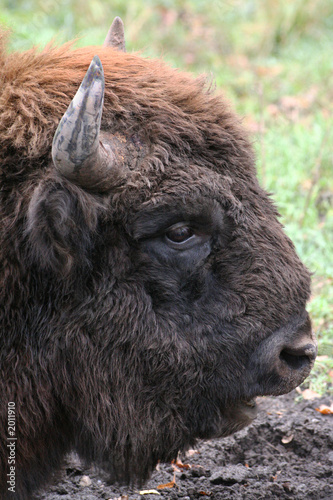 wild bison photo