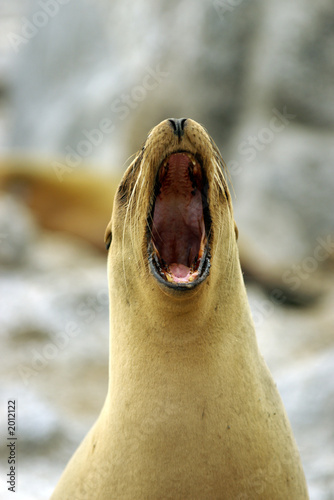 galapagos seal