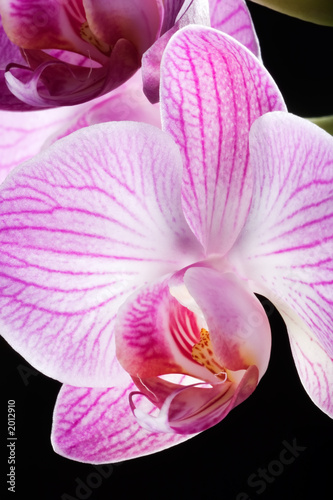 closeup of orchid flowers on black
