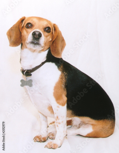 formal beagle