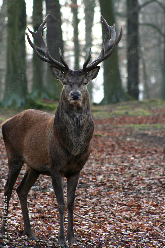 cervus elaphus cervus elaphus