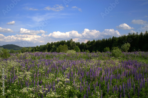 lupin field